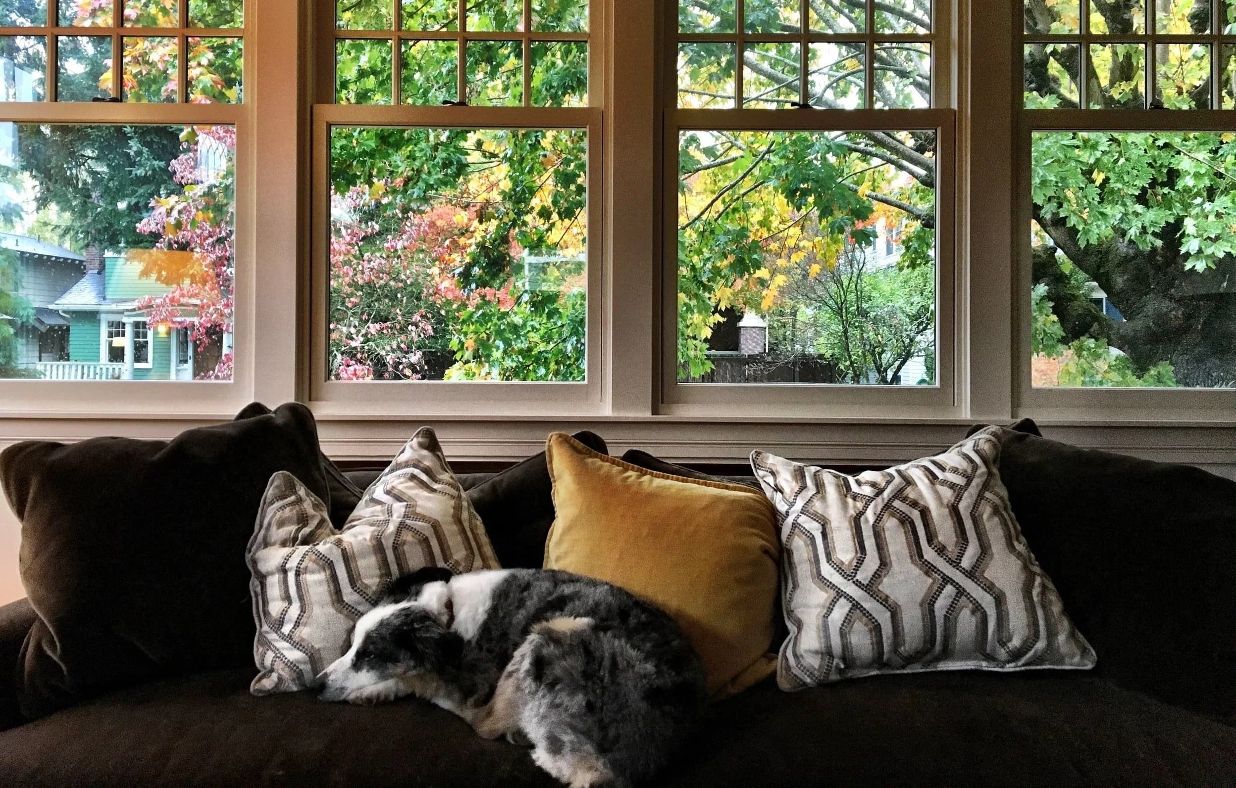 Warm living room with a dog resting on the sofa by a window